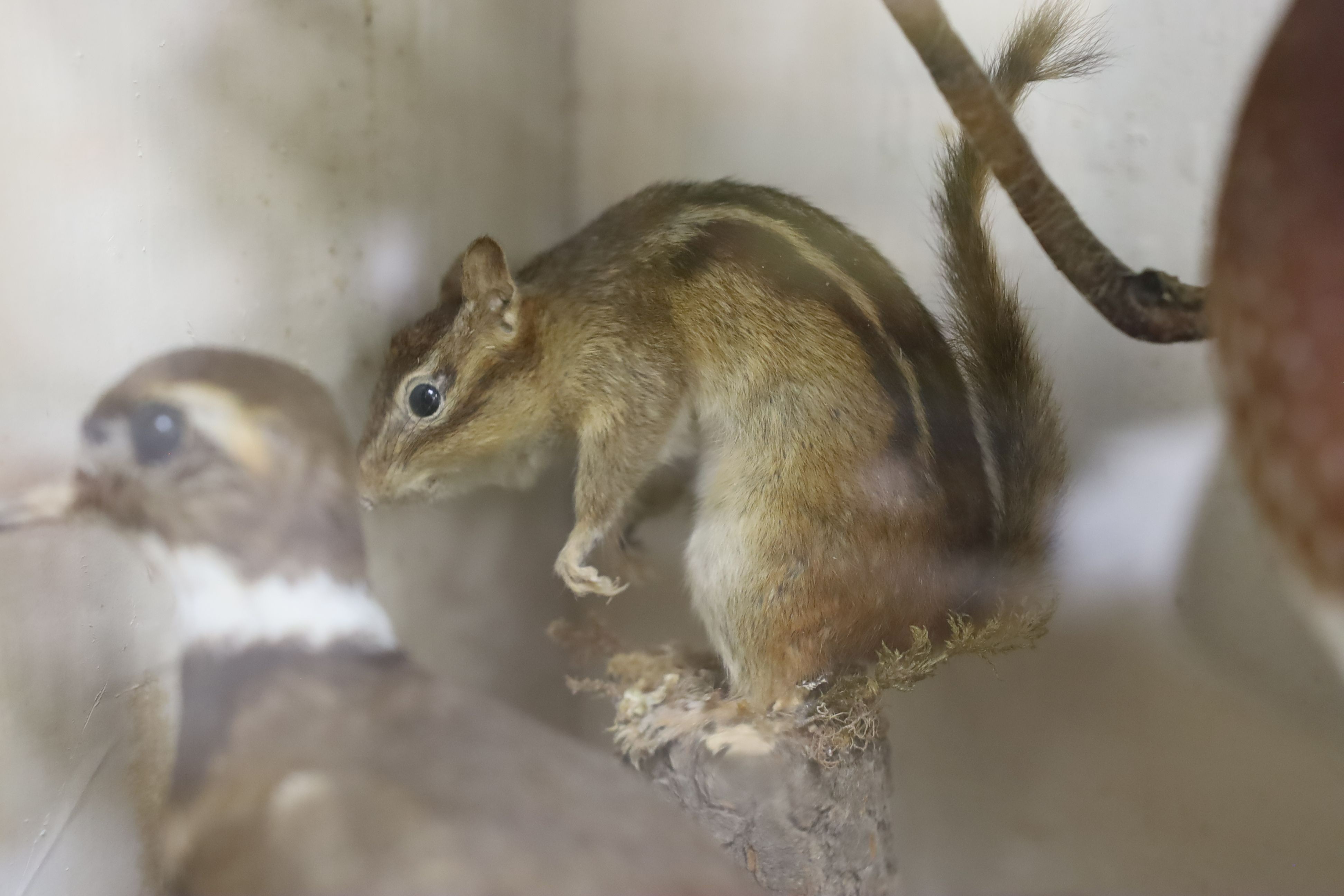 A late 19th / early 20th century North America taxidermy display of Native birds and chipmunk, case width 54cm height 75cm